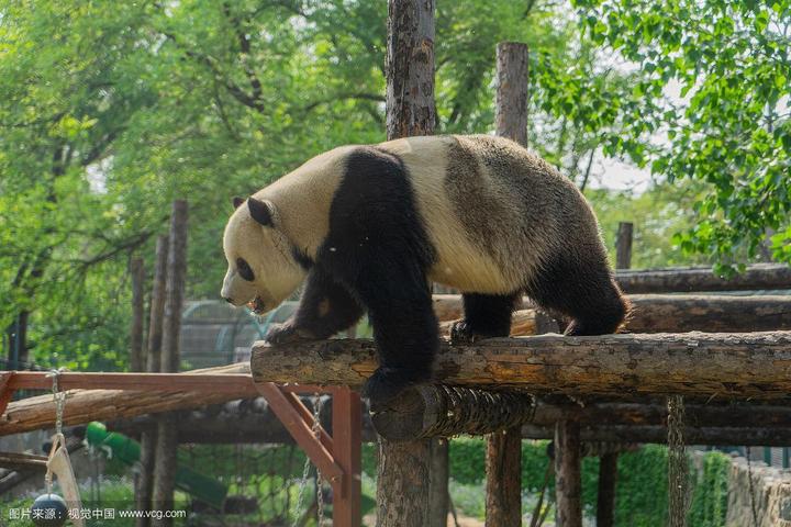 大熊猫的走路方式,熊猫是怎么走路的