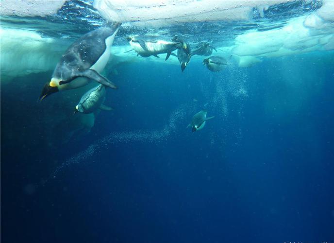 企鹅爱吃鱼,企鹅海龟海豹水母最爱吃哪些食物