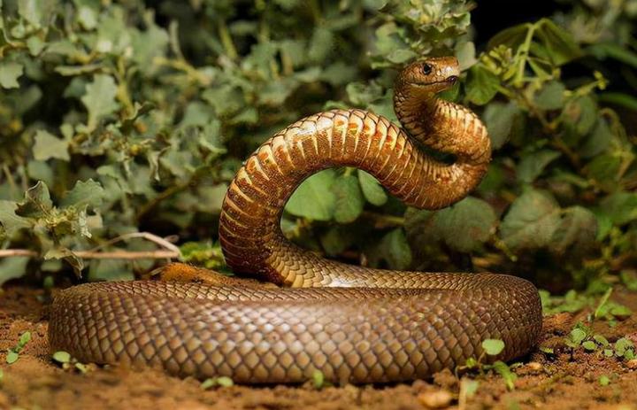蛇毒,为什么蛇有毒 揭开蛇毒的奥秘