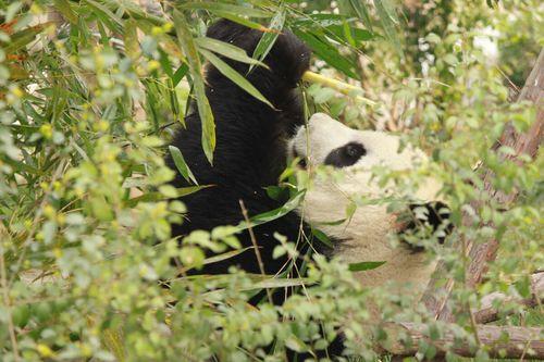 大熊猫爱吃的植物,熊猫吃什么