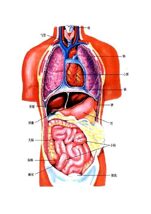 人体内脏分布图解及说明,人体内脏从上到下依次分别是什么