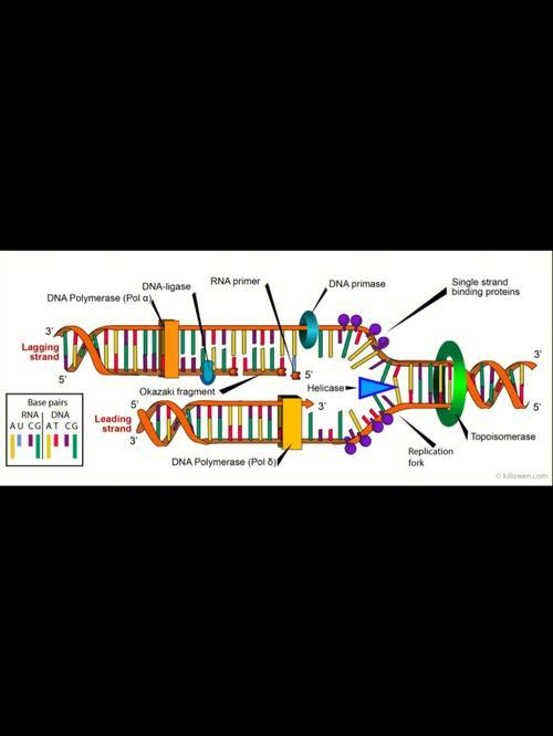 dna复制方向,DNA分子复制方向是