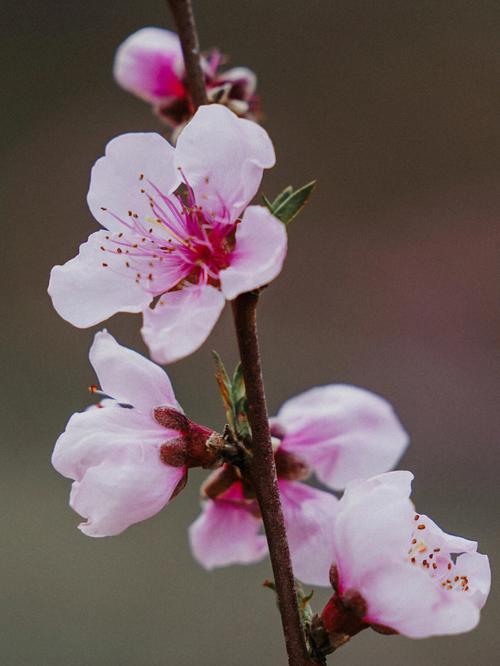 三月三桃花,今年闰二月,三月三的桃花怎么采摘