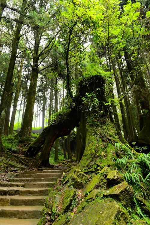森林图片,中国有没有真正的原始森林