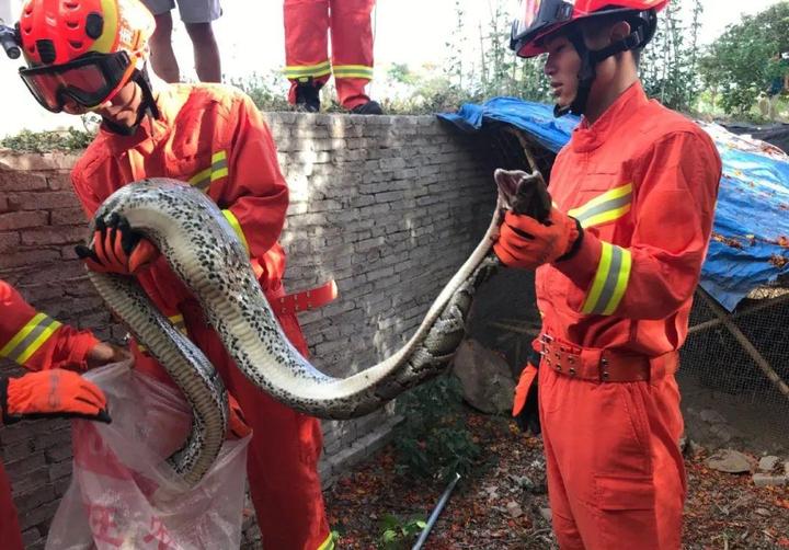 广东30斤大蟒蛇凌晨光顾鸡棚吃鸡,广东村民发现一条巨蟒在偷吃鸡，巨蟒是否会攻击人类