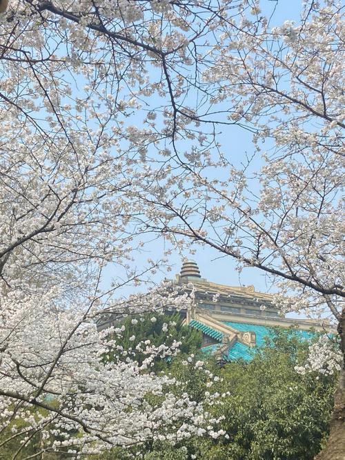 武汉大学樱花预约2023,武大看樱花怎么预约2023