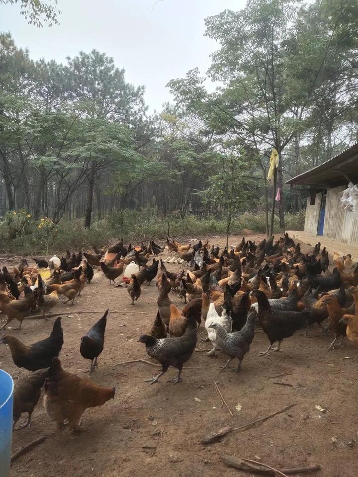 草鸡养殖,草鸡养殖前景如何 目前养殖草鸡存在的哪些问题