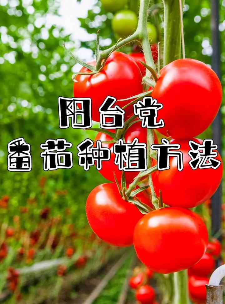 西红柿栽培技术,西红柿怎么培育