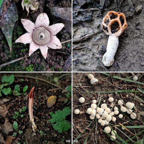 常见蘑菇的种类,蘑菇有哪些