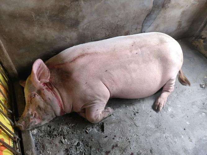 中国保健养猪网,为什么夏天购进后备母猪部分或全身皮肤发红